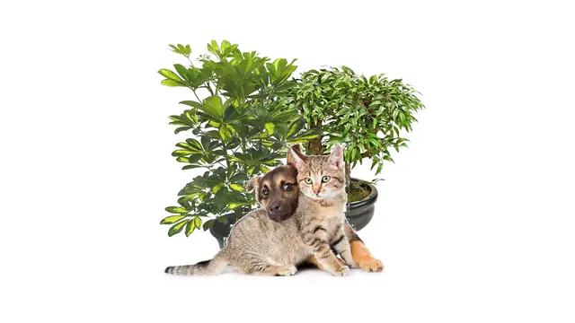 Gat descansant al costat d'una planta (imatge demostrativa)
